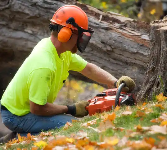 tree services Scotia